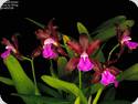 Cattleya bicolor var. grossii